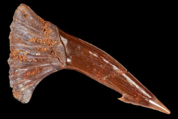 Fossil Sawfish (Onchopristis) Rostral Barb- Morocco #106431